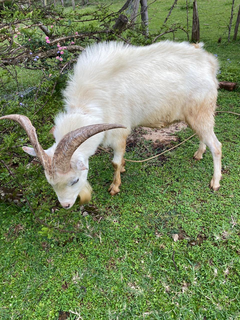 Dairy goats